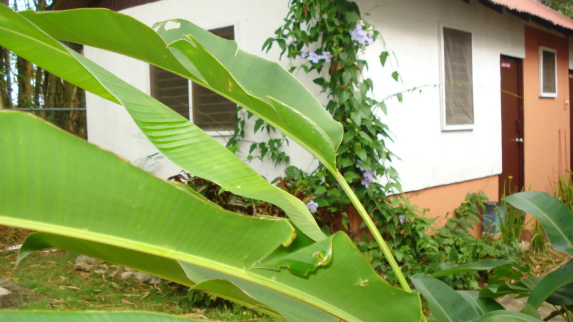 **  The Negril Yoga Centre Hotel Jamaica